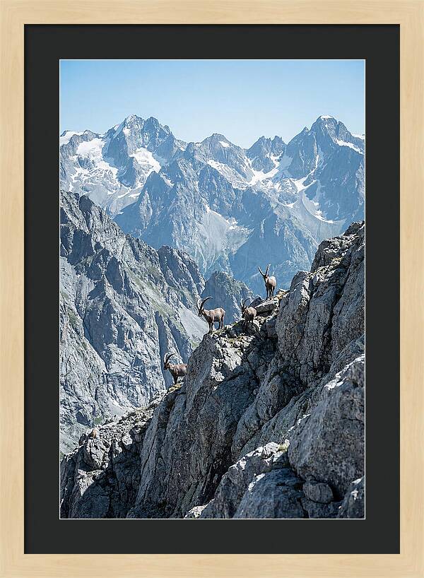 Alpine Ibex In Majestic Mountains