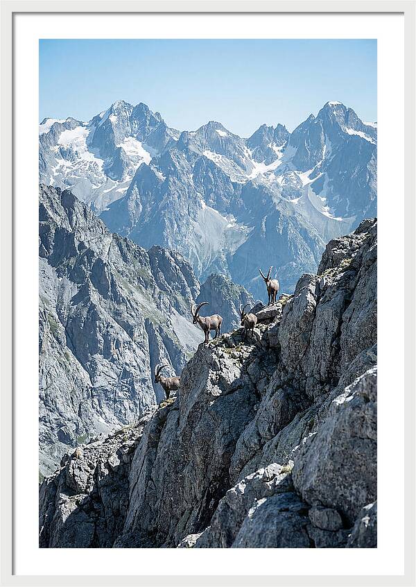 Alpine Ibex In Majestic Mountains
