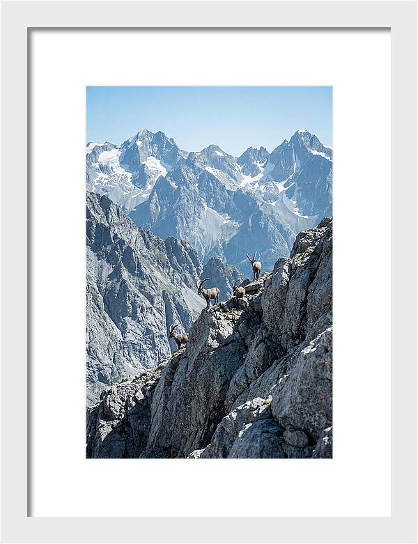Alpine Ibex In Majestic Mountains