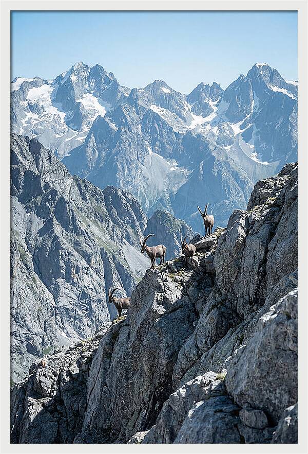 Alpine Ibex In Majestic Mountains