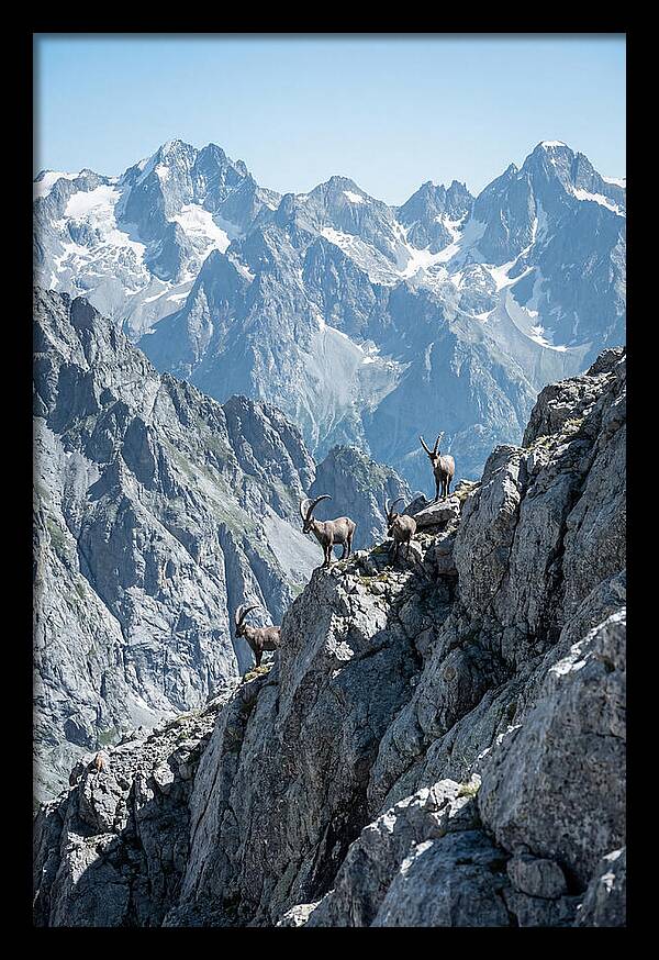 Alpine Ibex In Majestic Mountains