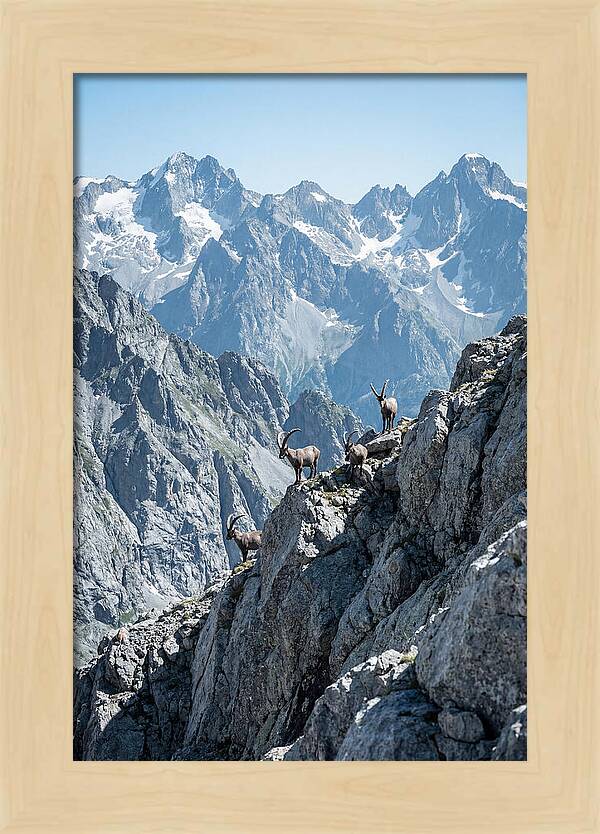 Alpine Ibex In Majestic Mountains