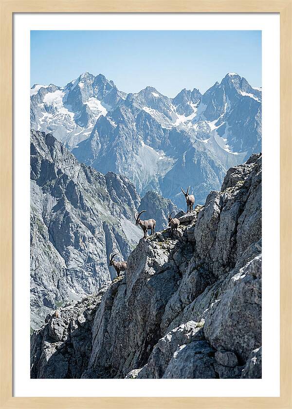Alpine Ibex In Majestic Mountains