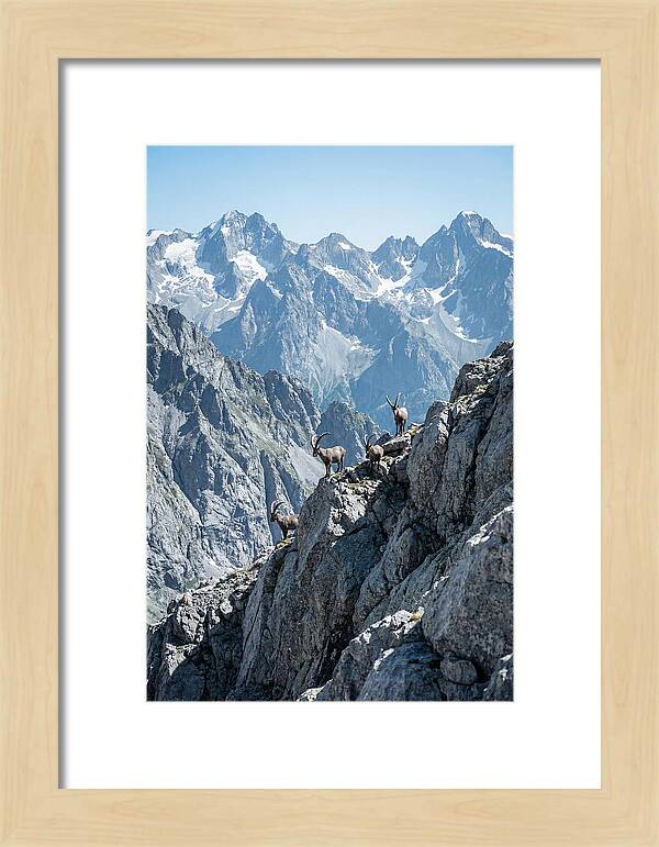 Alpine Ibex In Majestic Mountains
