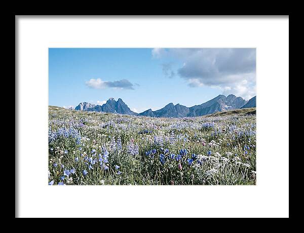 Alpine Meadow In Bloom