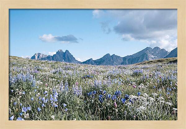 Alpine Meadow In Bloom