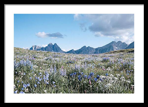 Alpine Meadow In Bloom