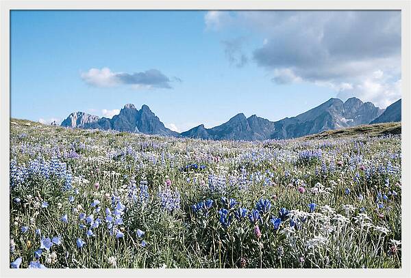 Alpine Meadow In Bloom