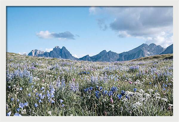 Alpine Meadow In Bloom