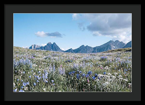 Alpine Meadow In Bloom