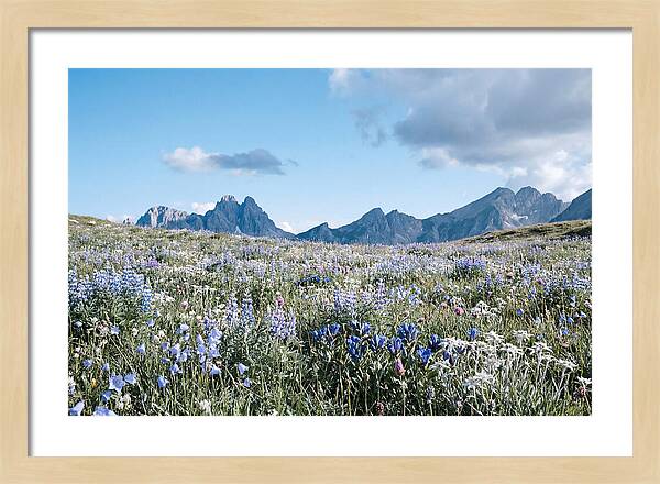 Alpine Meadow In Bloom
