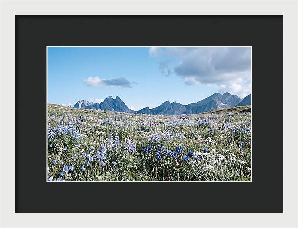 Alpine Meadow In Bloom