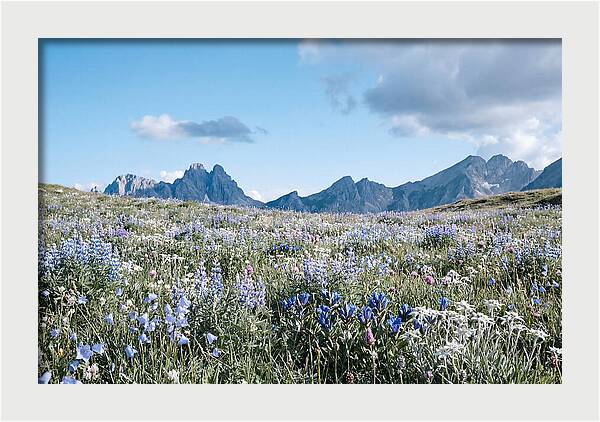 Alpine Meadow In Bloom