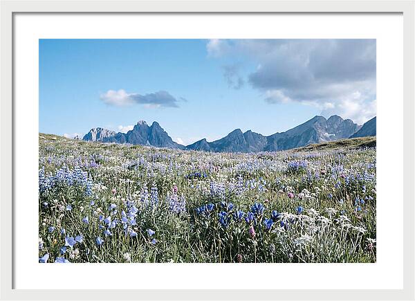 Alpine Meadow In Bloom