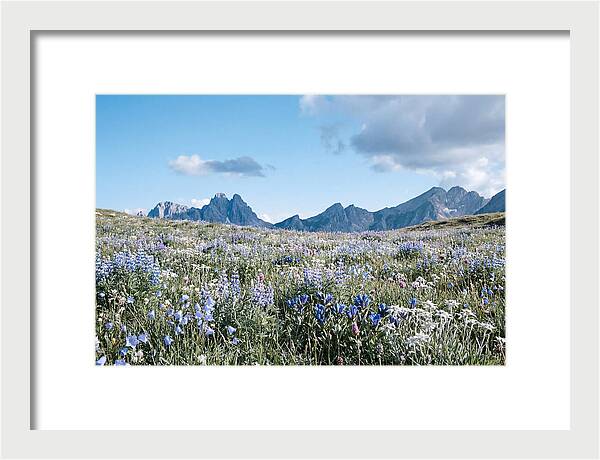 Alpine Meadow In Bloom