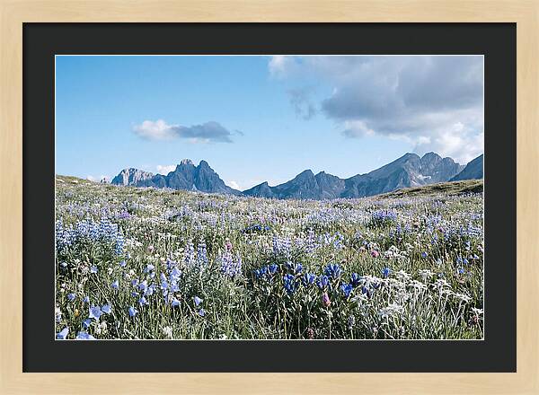 Alpine Meadow In Bloom