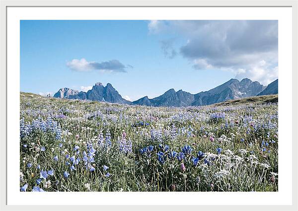 Alpine Meadow In Bloom