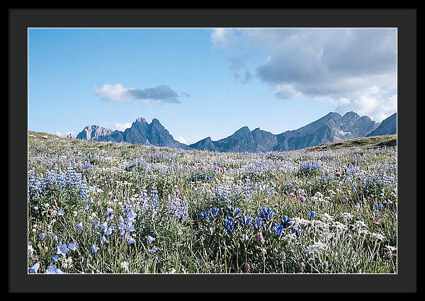 Alpine Meadow In Bloom