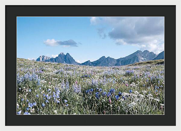 Alpine Meadow In Bloom