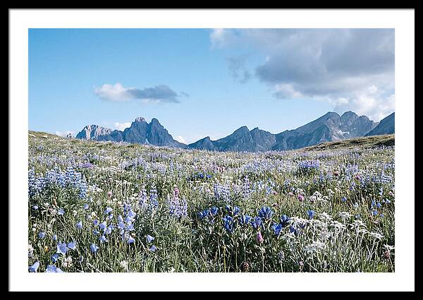 Alpine Meadow In Bloom