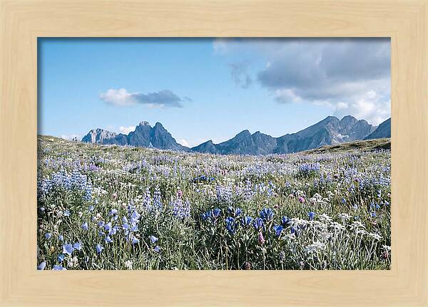 Alpine Meadow In Bloom