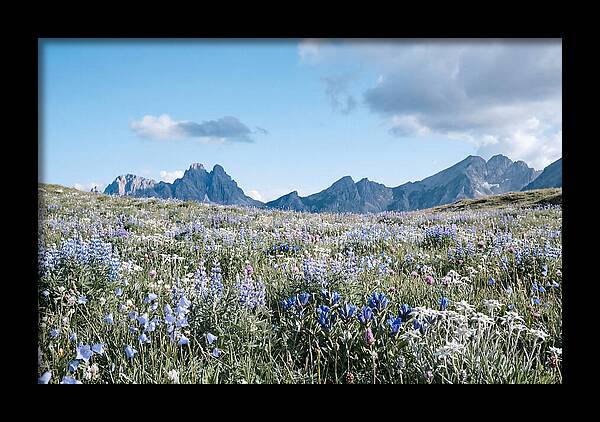 Alpine Meadow In Bloom