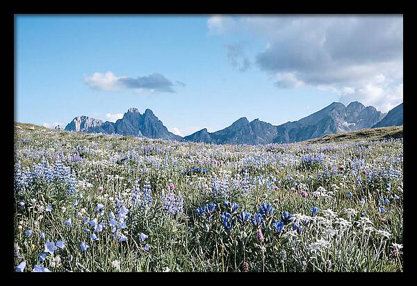 Alpine Meadow In Bloom