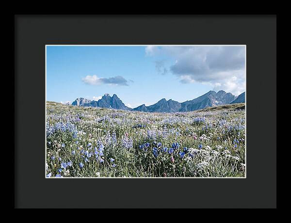Alpine Meadow In Bloom