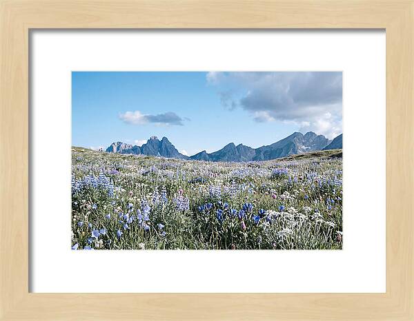 Alpine Meadow In Bloom
