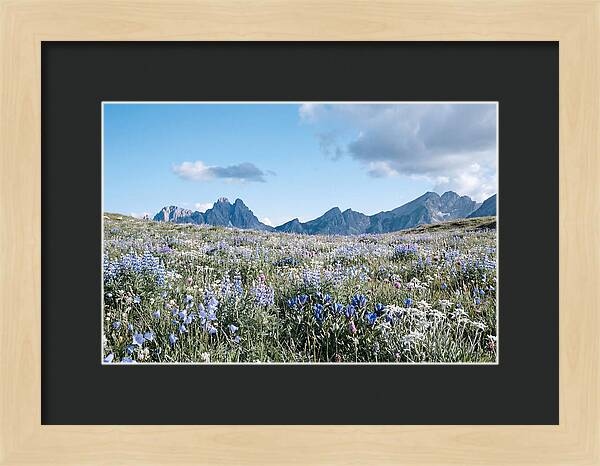 Alpine Meadow In Bloom