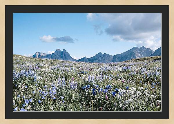 Alpine Meadow In Bloom
