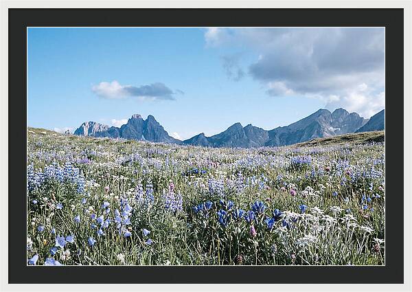Alpine Meadow In Bloom