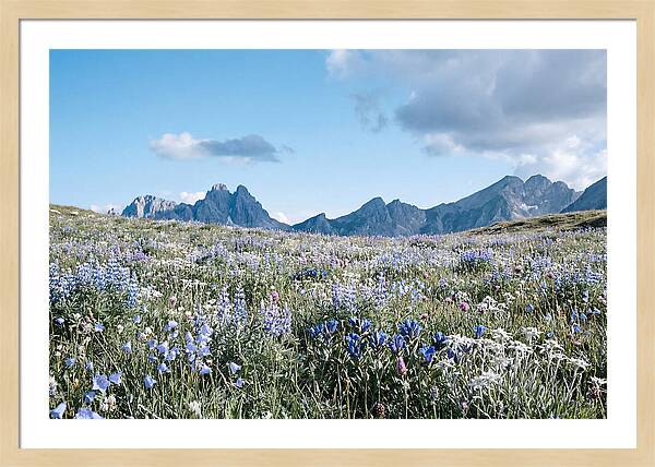 Alpine Meadow In Bloom
