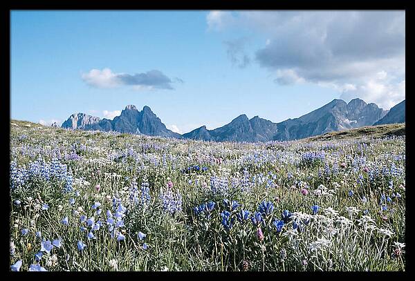 Alpine Meadow In Bloom