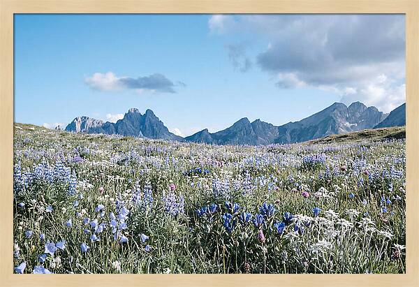 Alpine Meadow In Bloom