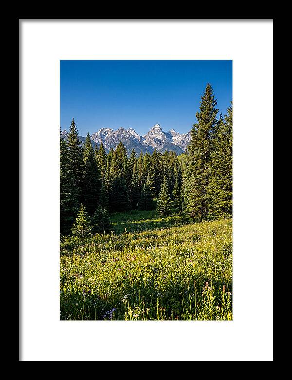Alpine Meadow Serenity
