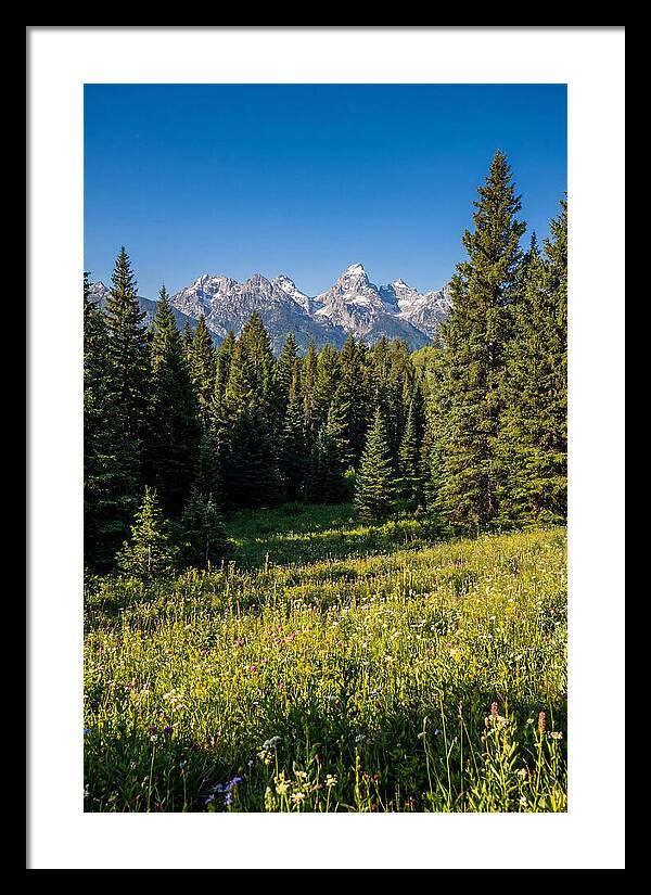 Alpine Meadow Serenity