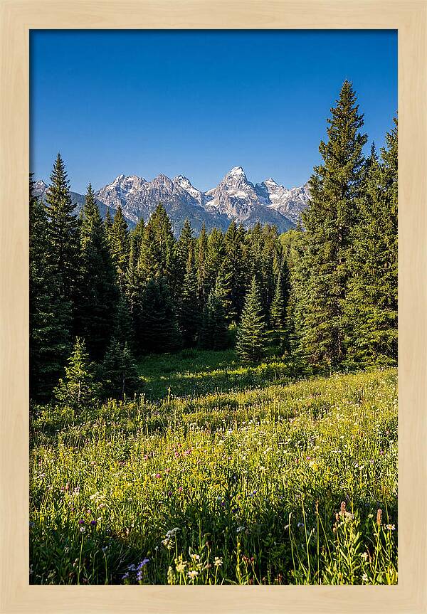 Alpine Meadow Serenity