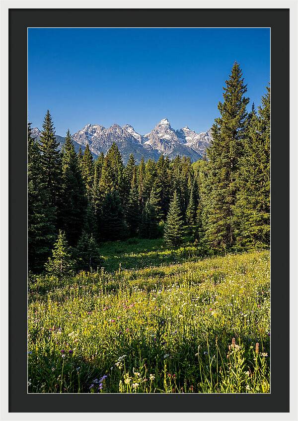 Alpine Meadow Serenity