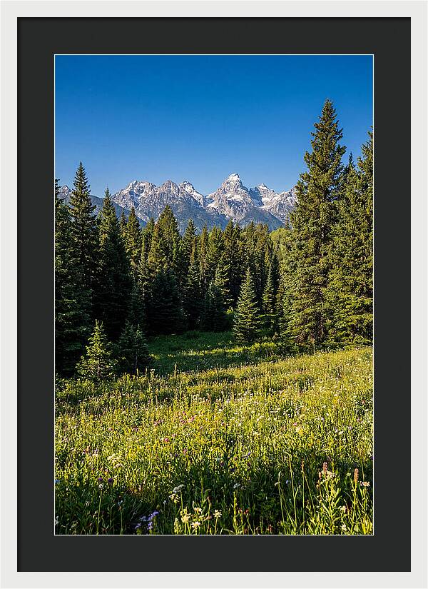 Alpine Meadow Serenity