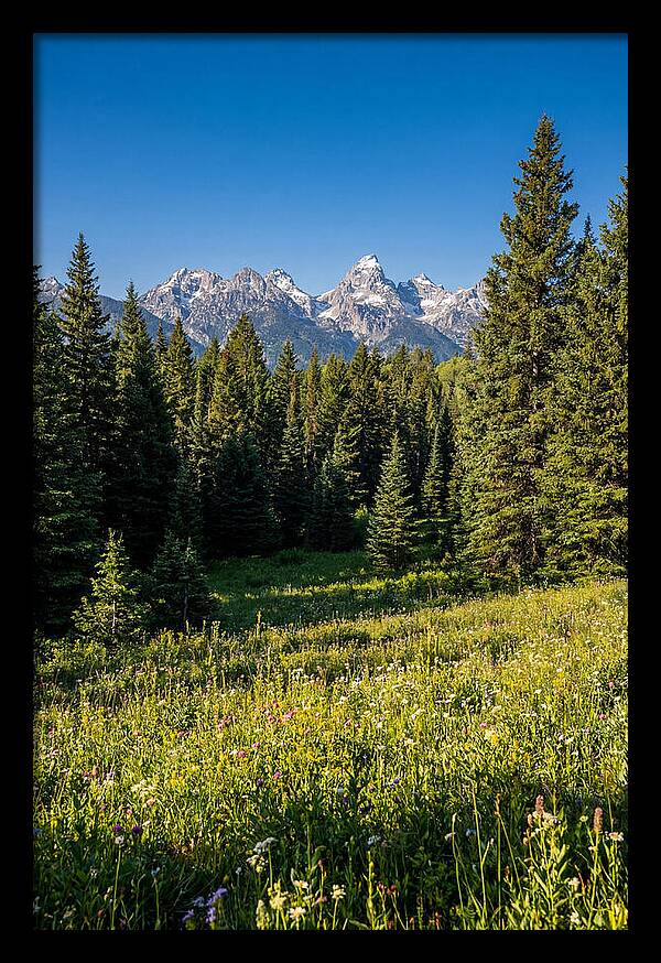Alpine Meadow Serenity