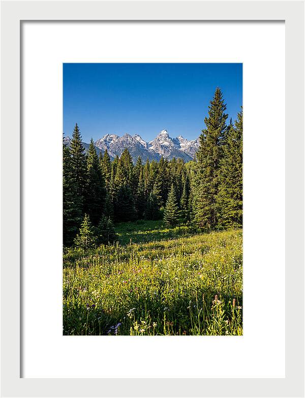Alpine Meadow Serenity