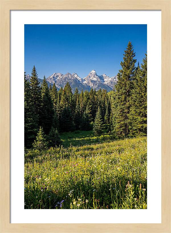 Alpine Meadow Serenity