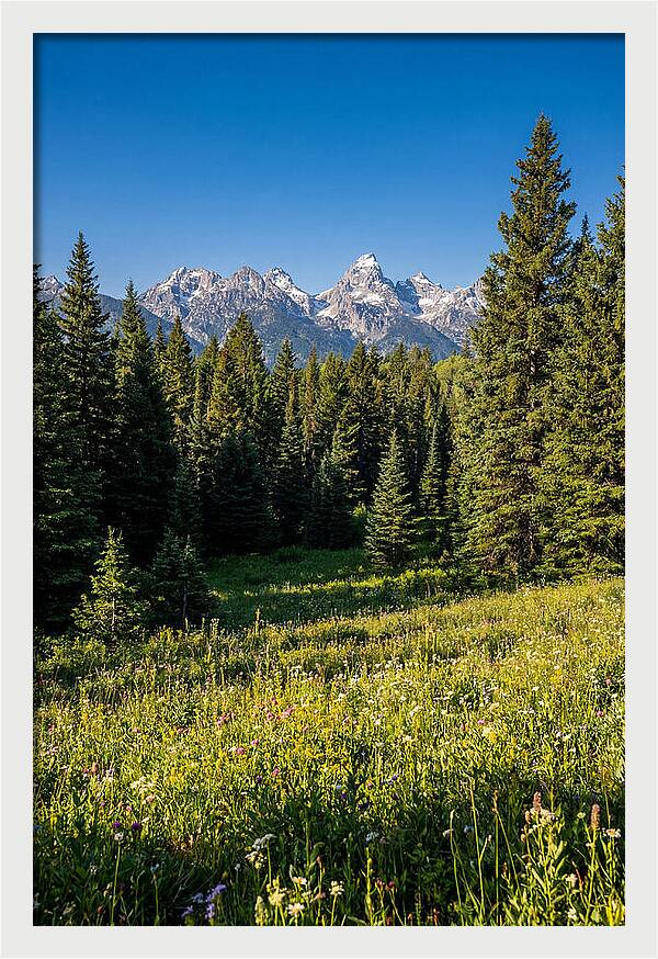Alpine Meadow Serenity