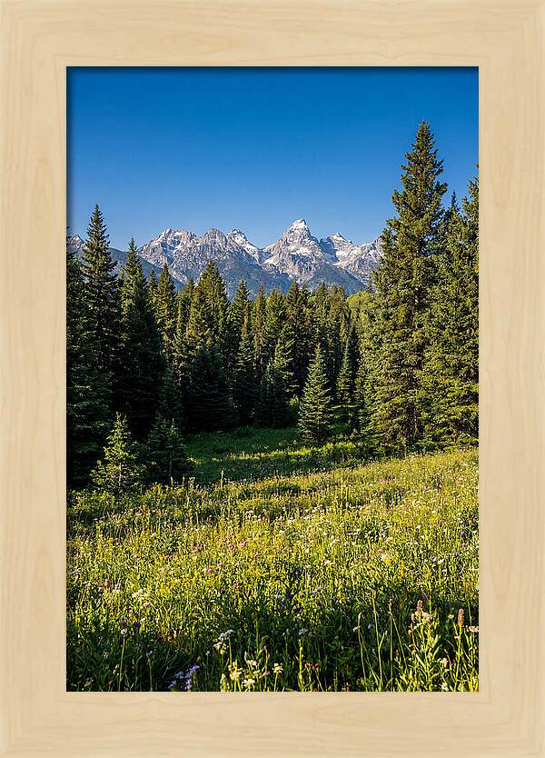 Alpine Meadow Serenity