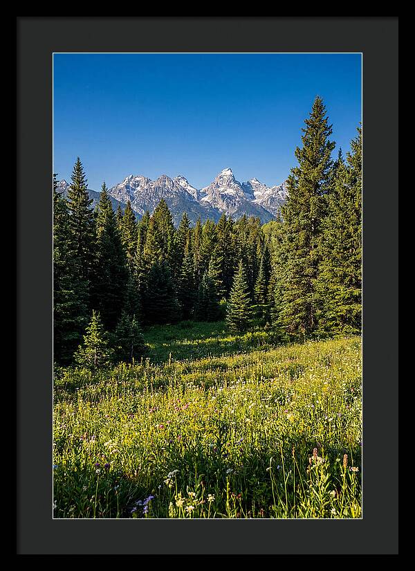 Alpine Meadow Serenity