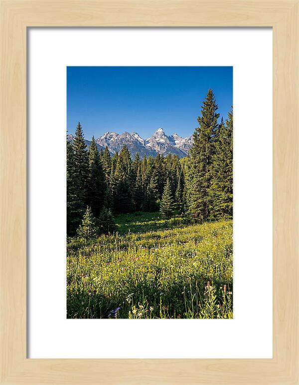 Alpine Meadow Serenity