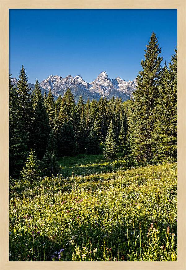 Alpine Meadow Serenity
