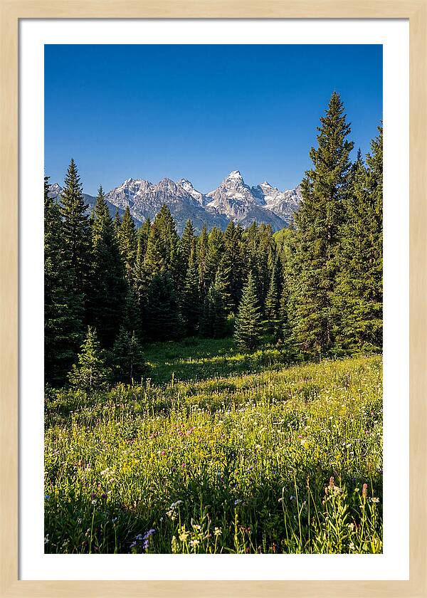 Alpine Meadow Serenity