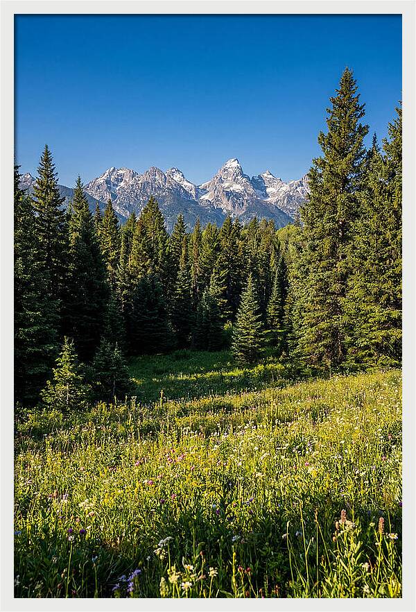 Alpine Meadow Serenity